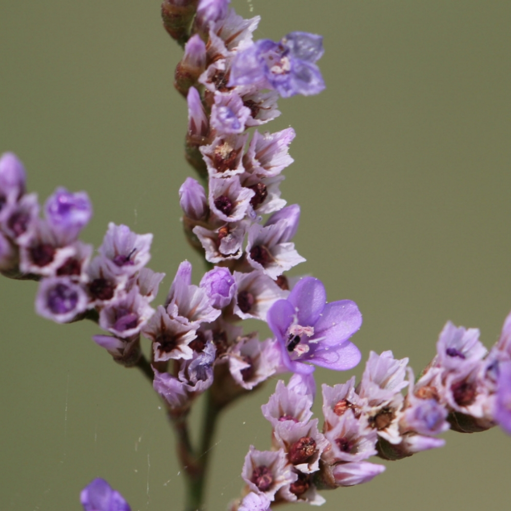 معرفی و راهنمای پرورش گیاهان زینتی - استاتیس دائمی